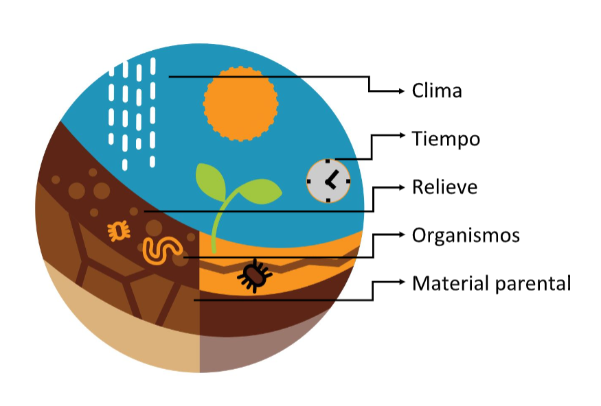 Importancia Del Suelo - Asociación Costarricense De La Ciencia Del Suelo